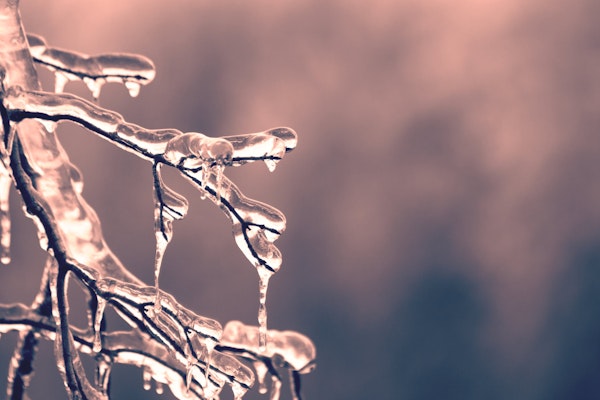 Deep Freeze Hits Southeast With Snowstorms, Widespread Claims, and Florida Crop Risk